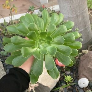 modasophie aeonium
